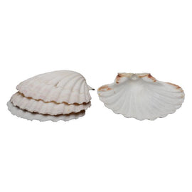 Natural Baking Sea Shells set of 4